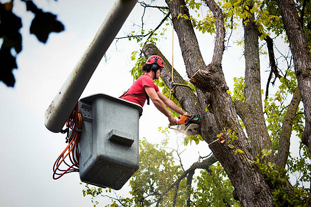 Best Palm Tree Trimming  in Glasco, NY